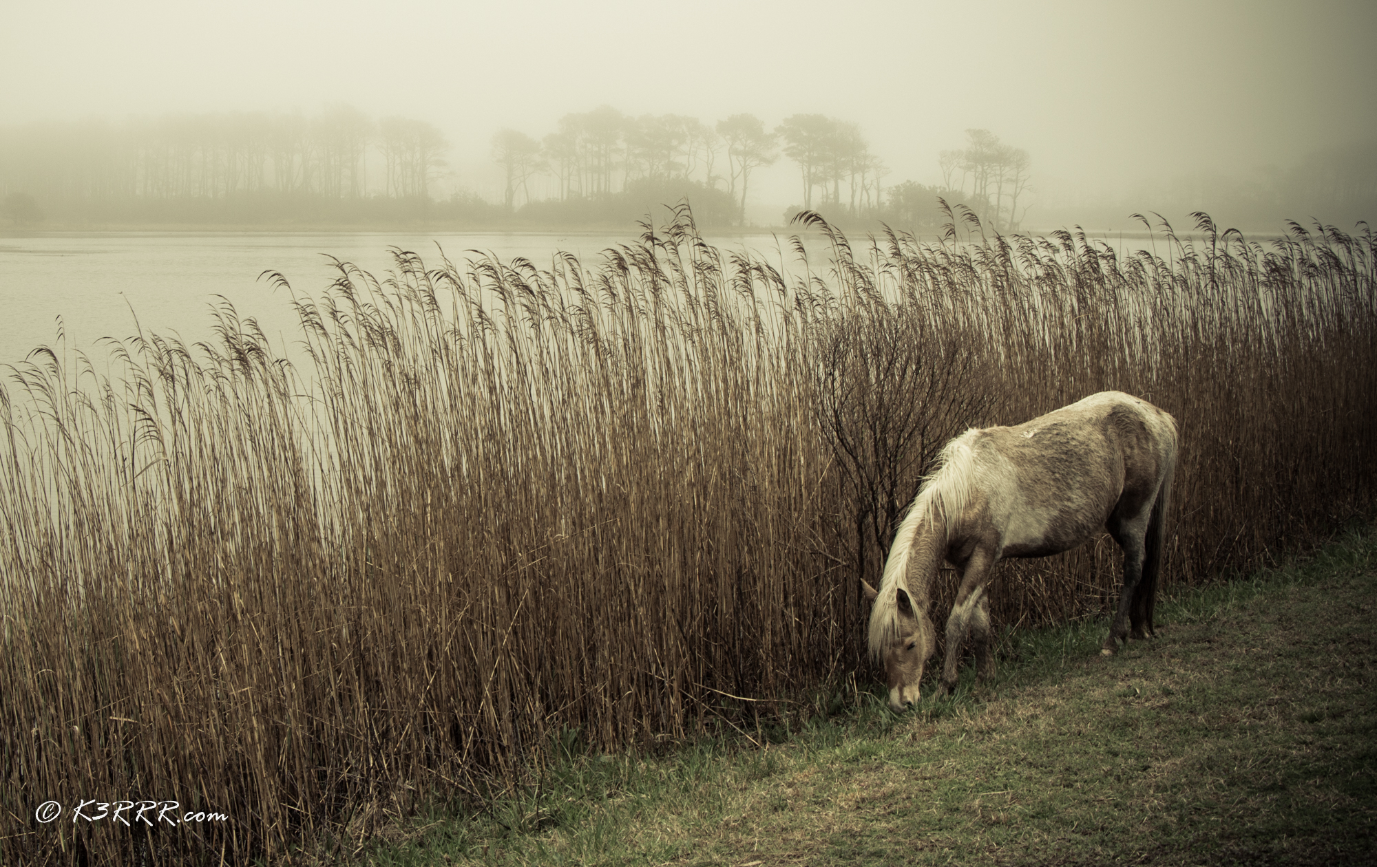 Wild Pony and Sea Oats - Chincoteague Island, Virginia. April 1